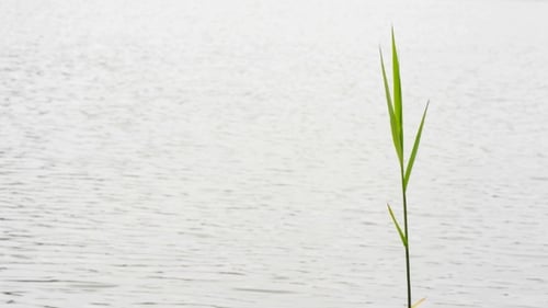 Green Reed by Lake on Windy Day