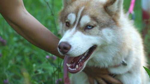 Human Hand Holding Dog Paw. Friendship With a White Husky