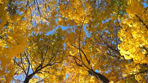 View To Tree Tops with Yellow Maple Leaves in Autumn Forest at Sunny Day. Crowns of Plants with Lush