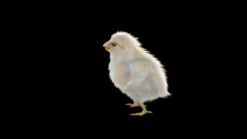 Cute White Chick Walking Animation Loop