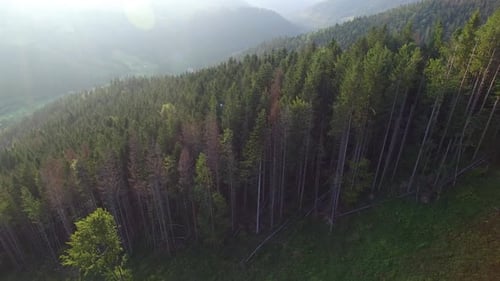 Entwaldung. Drohnenaufnahme des zerstörten Waldes in der Ukraine.