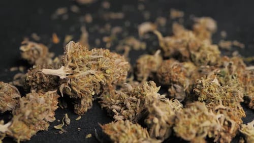 Macro Shot of Plant Material on Dark Surface