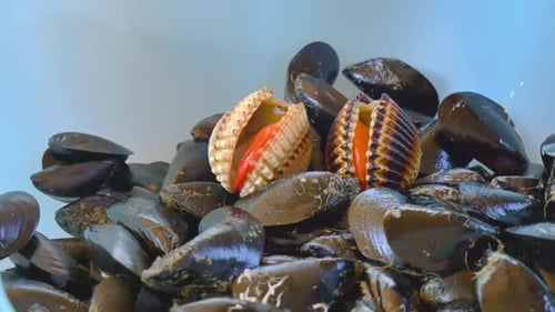 Fresh Mussels Close-Up Ready to be Cooked