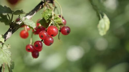 Fruit savoureux, plante Ribes rubrum, naturelle peu profonde, DOF 4K 2160p, 30 images par seconde, vidéo UltraHD - Petit curr