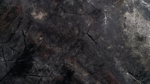 Burned Forest, Destroyed Trees In Spring
