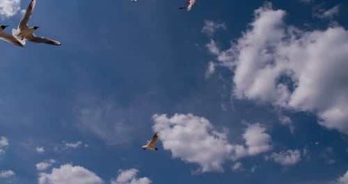 Graceful Seagulls Flying in Blue Sky with Clouds