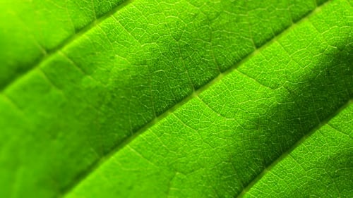 Green Leaf Analysis