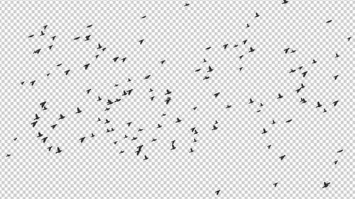 Large Swarm of Flying Birds Silhouette Animation