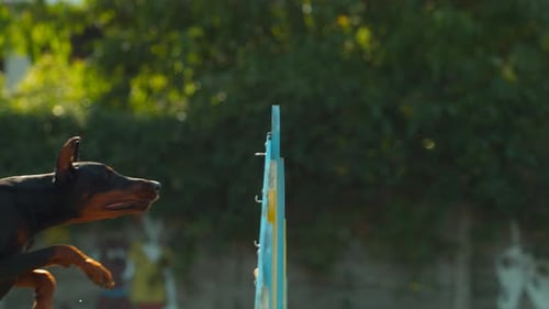 Dog Jumps Over Agility Bar in Slow Motion