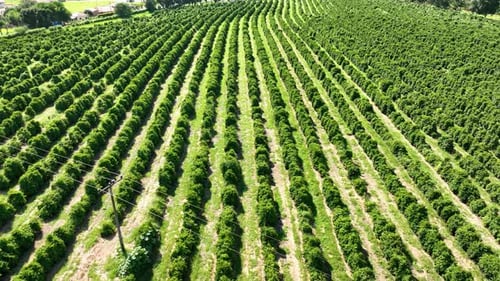 Lush Green Plantation Aerial View on Sunny Day