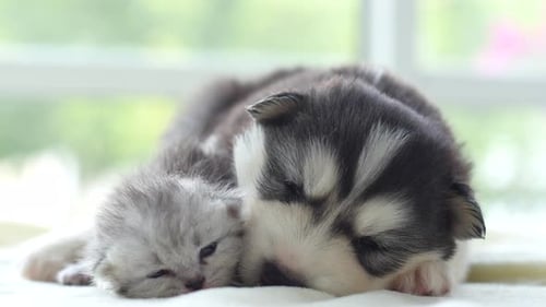 Grey Kitten and Husky Puppy Napping Together