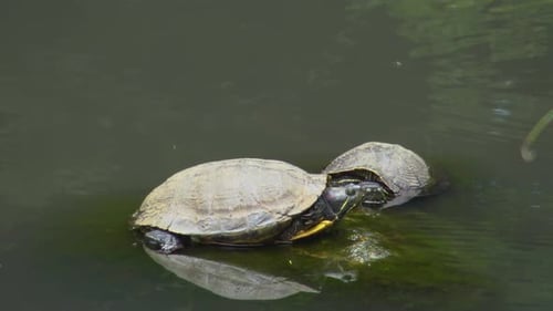 Schildkröte auf Stein im See