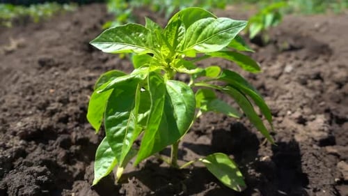 Beautiful Organic Pepper Bush Growing in Fertile Soil on the Farm, Slow Motion