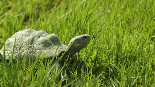 Animal Turtle On A Grass 2