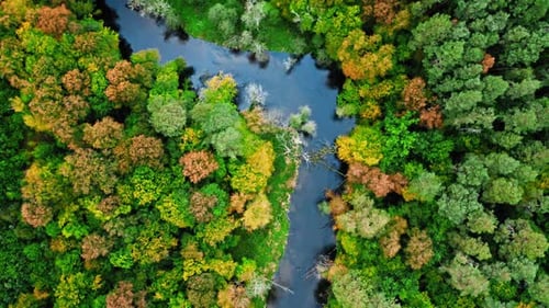 River and forest in autumn, Poland. Aerial view of wildlife.