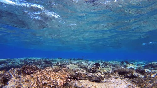 Blue Water Waves Surface