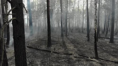 Smouldering of Wood in Time Small Fire in the Forest
