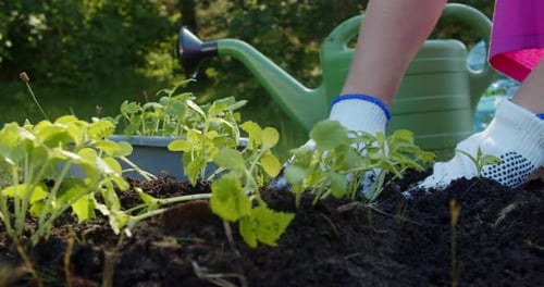 Farmer Woman Planting Sprouts of Cucumber Seedlings on the Farm