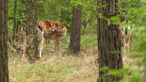 A Group of Roe Deers in a Forest