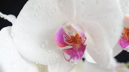 Orchidaceae, white orchid in a black background.