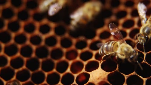 Bees in a beehive on honeycomb
