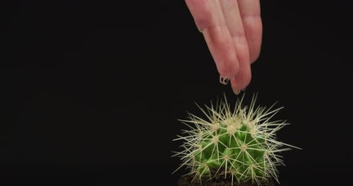 Water drops falling from the hand on a cactus