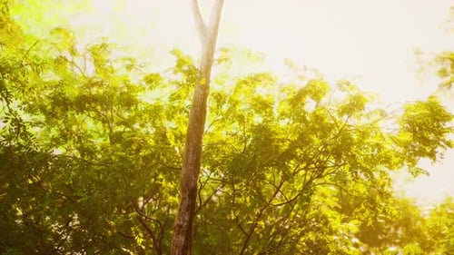 Belle clairière de la forêt verte à la lumière du soleil