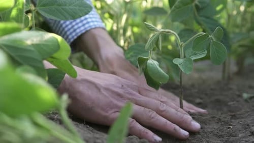 A farmer plants a soybean plant in the soil. The farmer checks the harvest in the agricultural field