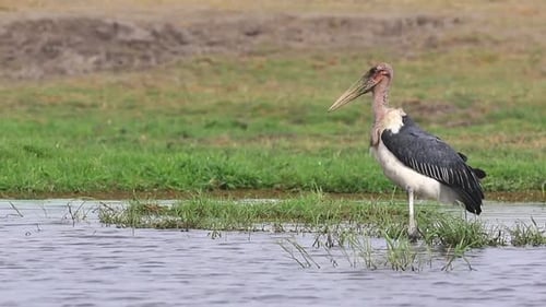 A large mature Marabou Stork stands menacingly in shallow water