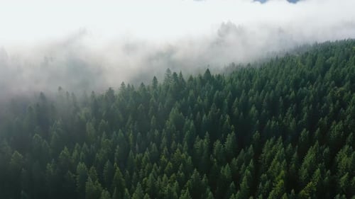 Fog At The Pine Forest At The Mountains