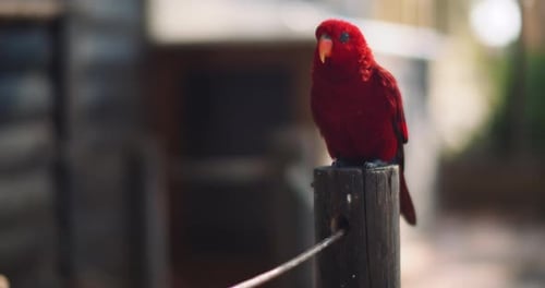 Red Bird Perched on Wood Post