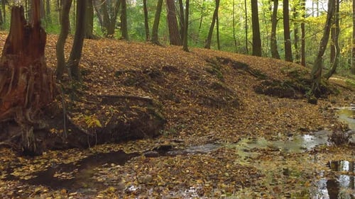 River and forest