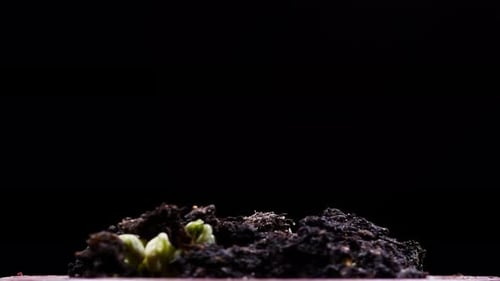 Green Bean Sprouts Emerge in Time-Lapse