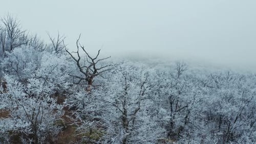 Vista natural del bosque blanco en invierno