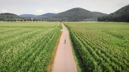 Cyclist Rides Through Rural Farm Fields on Sunny Day