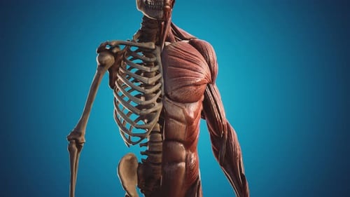 3D Human Skeleton and Muscle System Medical Animation