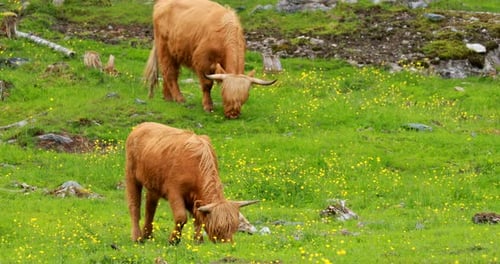 Highland Cattle Grazing in Green Meadow