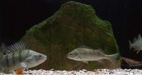 Fish Swimming in Aquarium with Mossy Rock