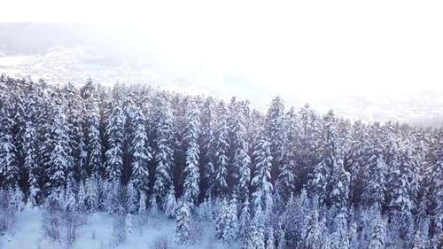 Winter-Nadelwald. Luftbild