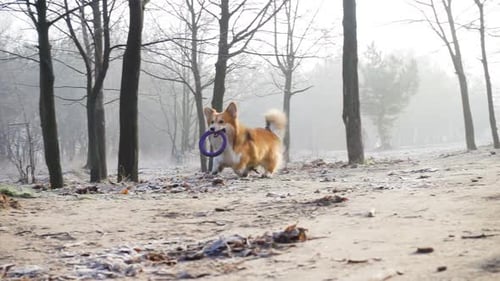 Corgi Fluffy Puppy Winter Walk 18