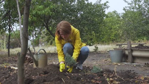 Woman Planting Seedlings in a Rural Garden