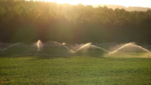 Irrigation Water Is Spraying Green Field.
