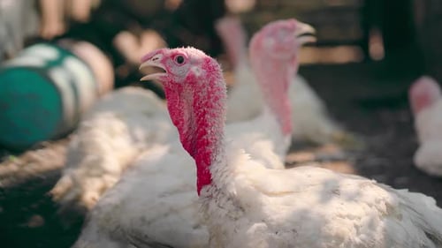 White Turkeys Walking in the Paddock. Common White Turkey Looking for Grain While Walking in a