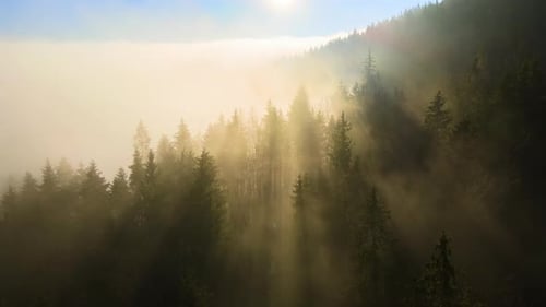 Aerial View of Bright Foggy Morning Over Dark Mountain Forest Trees at Autumn Sunrise