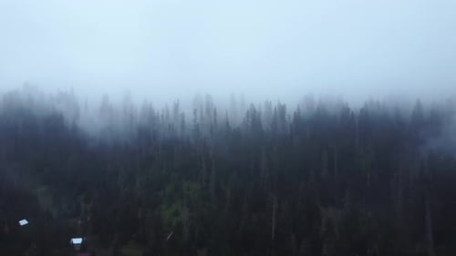 Cloud and forest aerial view