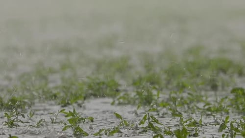 Regentropfen auf dem Boden