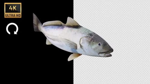 Corvina Fish Vorderansicht