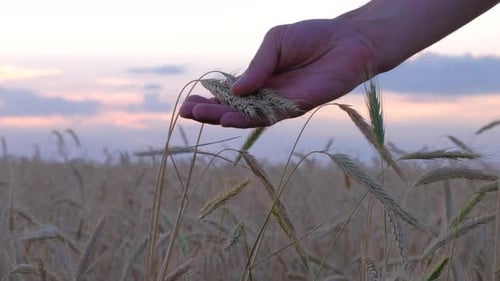 Hand Touches Wheat in Golden Field at Sunset