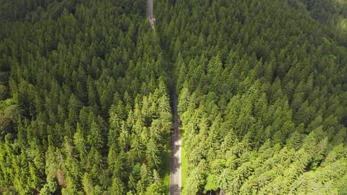 Aerial View Flying Over Two Lane Forest Road with Car Moving Green Trees of Woods Growing Both Sides