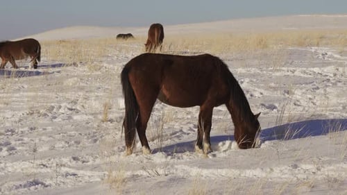 Horses Graze in Snow-Covered Field During Winter